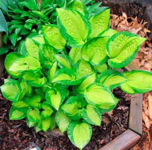 What is the best combination of hostas in landscape design