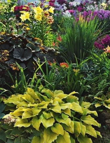 What is the best combination of hostas in landscape design