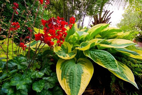 What is the best combination of hostas in landscape design