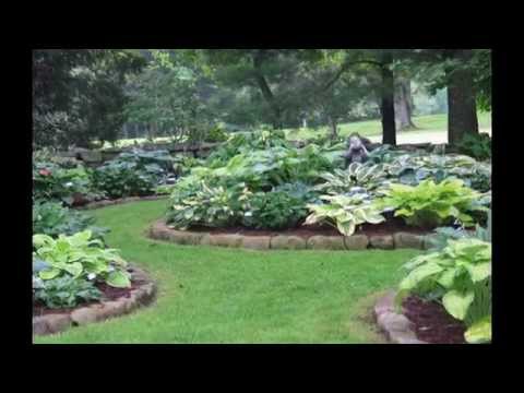 What is the best combination of hostas in landscape design