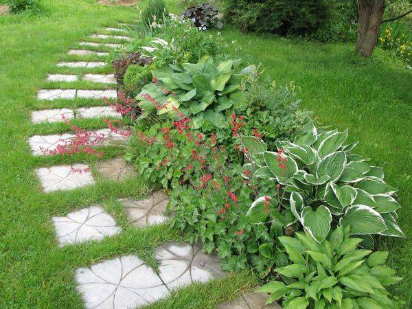 What is the best combination of hostas in landscape design