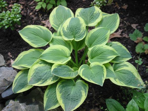 What is the best combination of hostas in landscape design