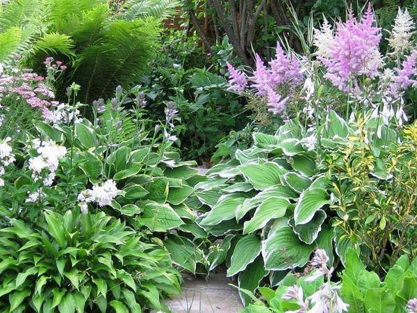 What is the best combination of hostas in landscape design