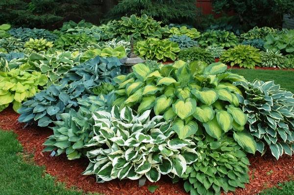 What is the best combination of hostas in landscape design