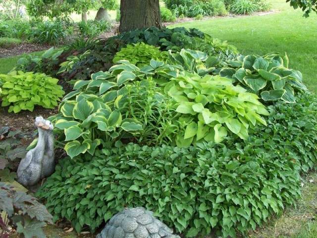 What is the best combination of hostas in landscape design