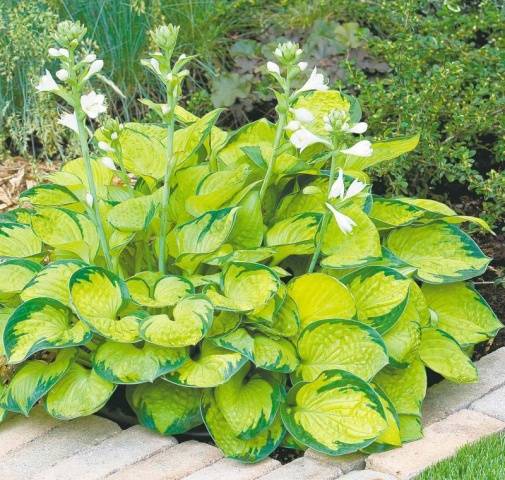 What is the best combination of hostas in landscape design