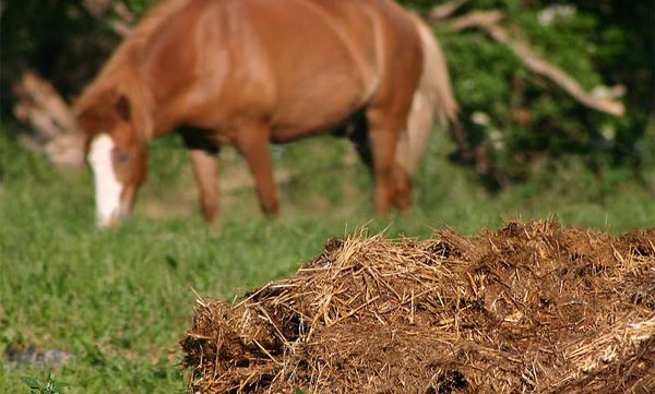 What is the best manure for the garden: features of proper fertilizer