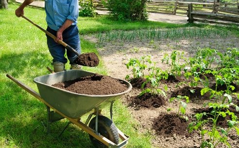 What is the best manure for the garden: features of proper fertilizer