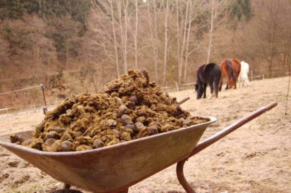 What is the best manure for the garden: features of proper fertilizer