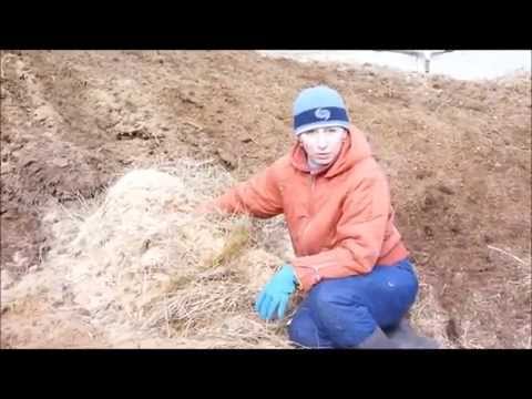 What is the best manure for the garden: features of proper fertilizer