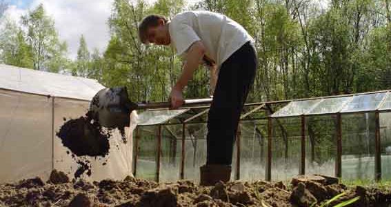 What is the best manure for the garden: features of proper fertilizer