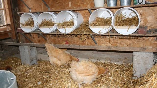 What is the best to make floors in a chicken coop