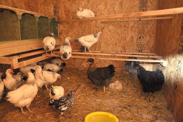 What is the best to make floors in a chicken coop