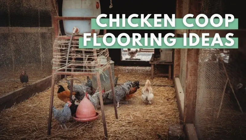 What is the best to make floors in a chicken coop