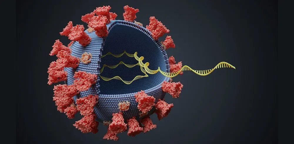 What is the coronavirus mutation?