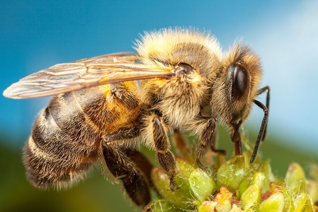 What is the difference between a bumblebee and a bee, photo