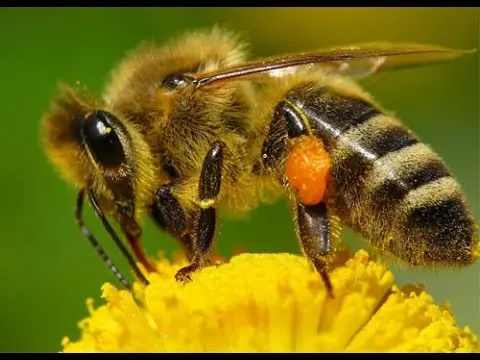 What is the difference between a bumblebee and a bee, photo