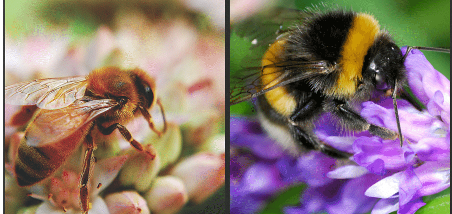 What is the difference between a bumblebee and a bee, photo