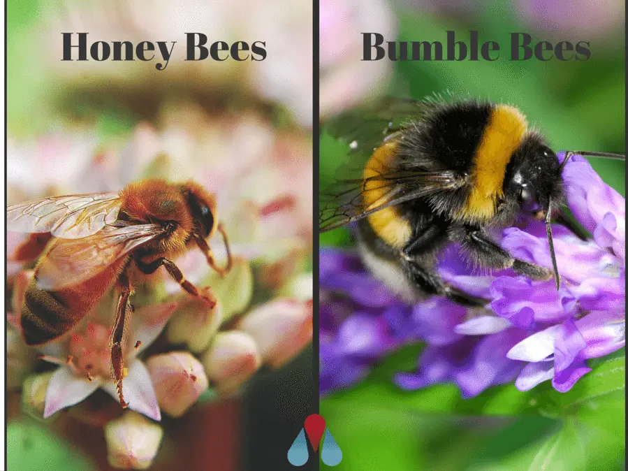 What is the difference between a bumblebee and a bee, photo