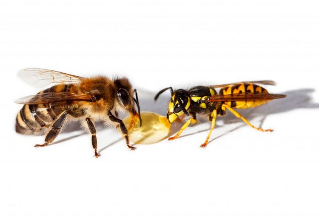 What is the difference between a wasp and a bee