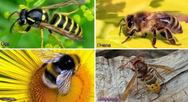 What is the difference between a wasp and a bee