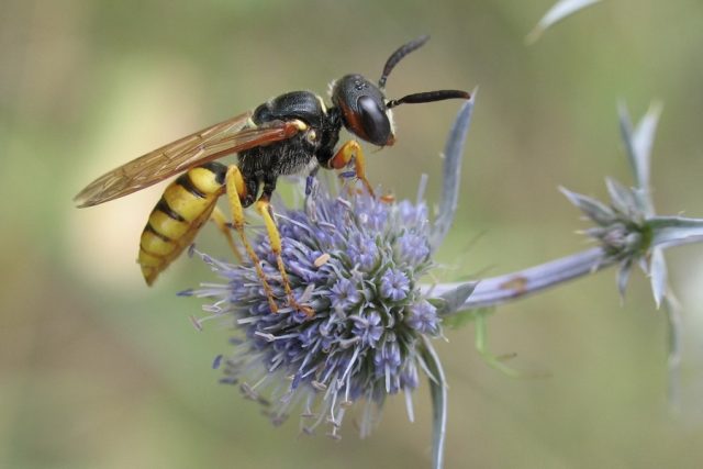 What is the difference between a wasp and a bee