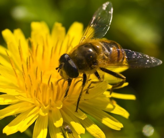 What is the difference between a wasp and a bee