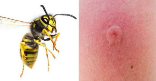 What is the difference between a wasp and a bee