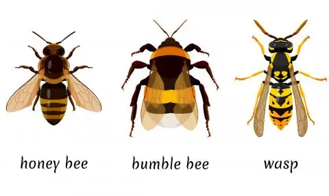 What is the difference between a wasp and a bee