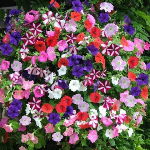 What is the difference between ampelous petunia and cascade 