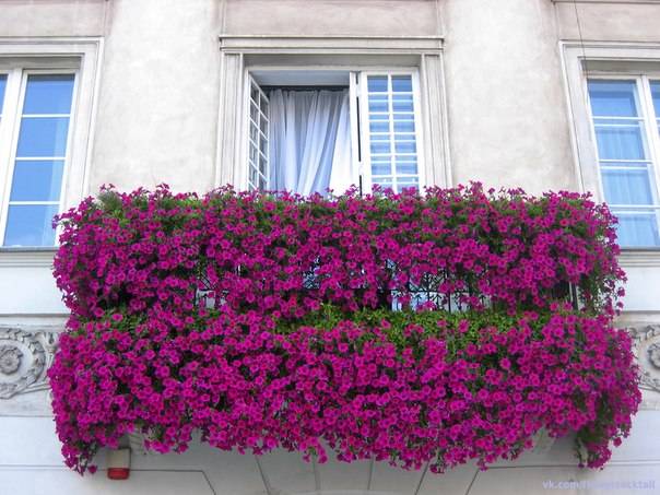 What is the difference between ampelous petunia and cascade 