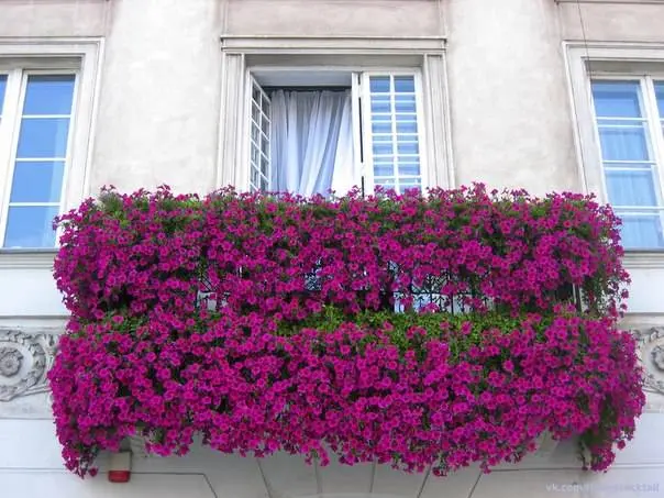 What is the difference between ampelous petunia and cascade 