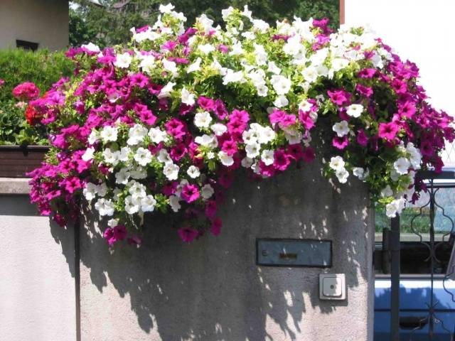 What is the difference between ampelous petunia and cascade 