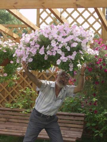 What is the difference between ampelous petunia and cascade 