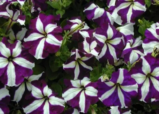 What is the difference between ampelous petunia and cascade 