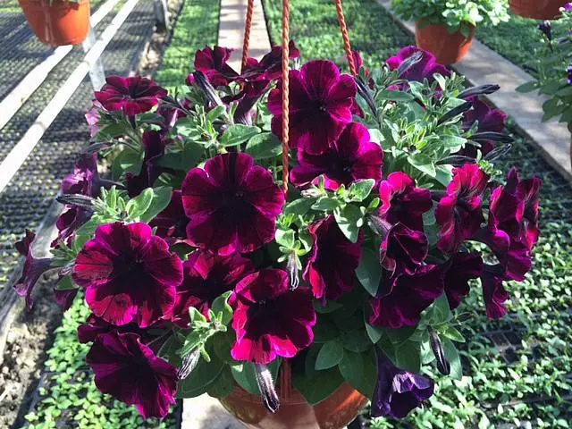 What is the difference between ampelous petunia and cascade 