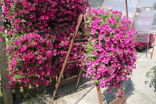 What is the difference between ampelous petunia and cascade 