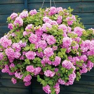 What is the difference between ampelous petunia and cascade 