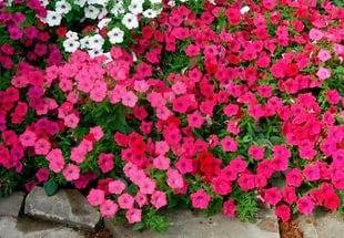 What is the difference between ampelous petunia and cascade 