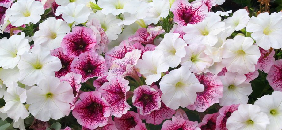 What is the difference between ampelous petunia and cascade 