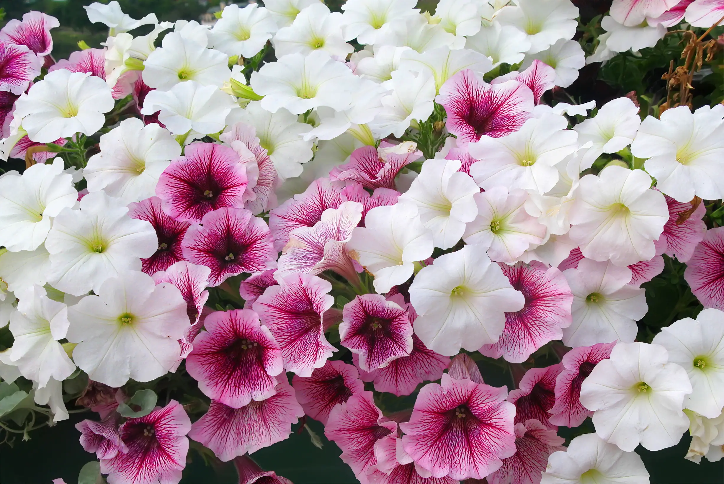 What is the difference between ampelous petunia and cascade 