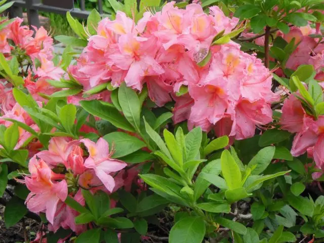 What is the difference between azalea and rhododendron