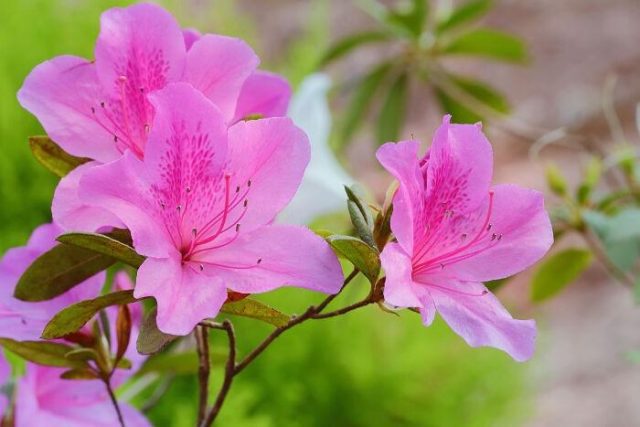 What is the difference between azalea and rhododendron