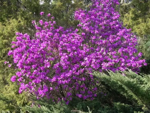 What is the difference between azalea and rhododendron