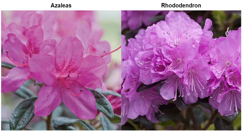 What is the difference between azalea and rhododendron