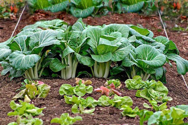 What is the difference between Beijing cabbage and Chinese cabbage