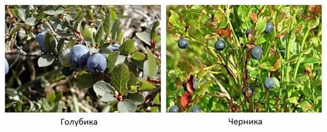 What is the difference between blueberries and blueberries