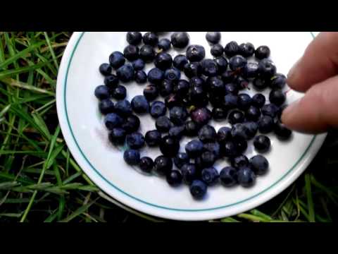 What is the difference between blueberries and blueberries