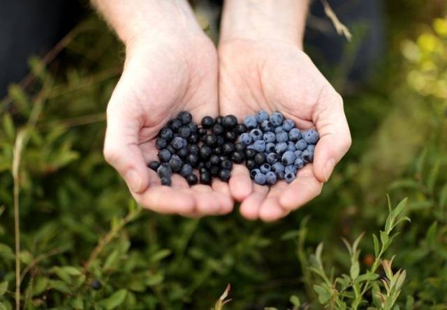 What is the difference between blueberries and blueberries