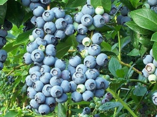 What is the difference between blueberries and blueberries